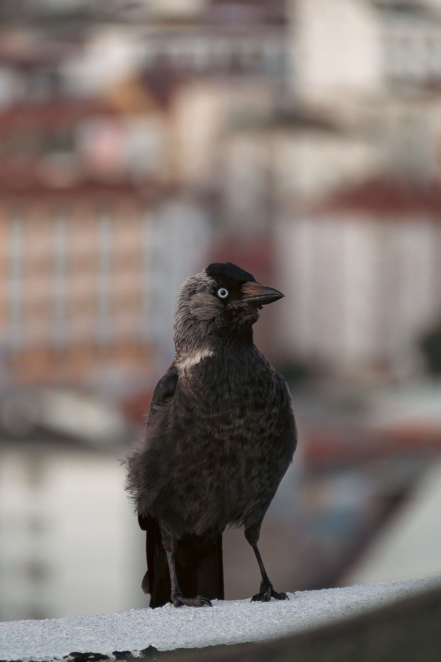 pexels-osman-özavcı-13590012